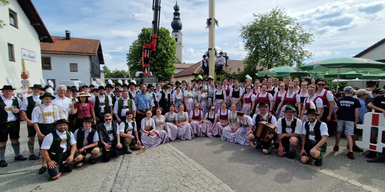 Mit vereinten Kräften Maibaum in Traunwalchen aufgestellt